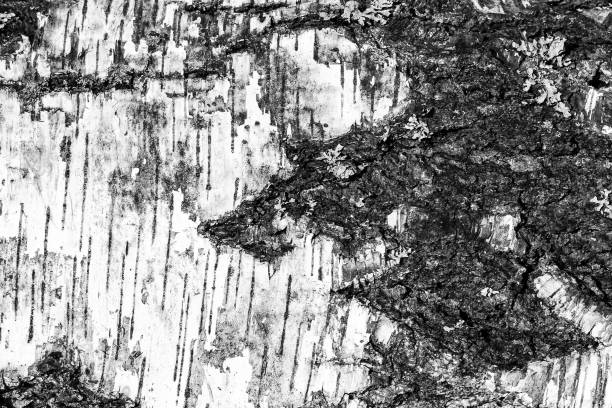 istock The bark of old birch tree texture. 1003501922