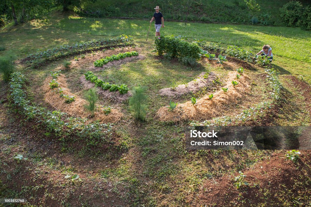 Young man Working in a Home Grown Vegetable Garden Young man with hat Working in a Home Grown Vegetable Garden Permaculture Stock Photo