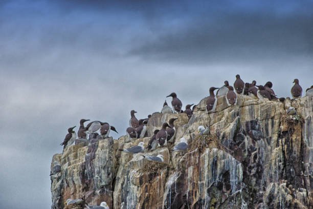 istock Group of guillemots 1003526368