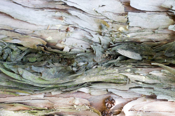 ungleichmäßige baum rinde nahaufnahme, textur, hintergrund, abstraktion - bark textured close up tree stock-fotos und bilder