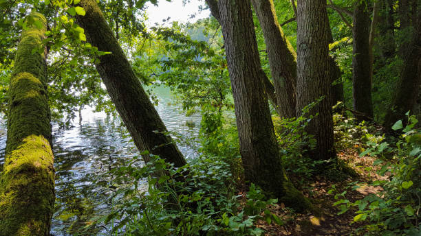 istock Old beech forest at a lake in Mecklenburg Vorpommern, summer light 1003530640