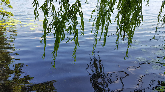 Willow leafs over lake surface - mirroring in water