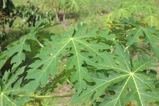 istock green papaya tree in the garden 1003530772