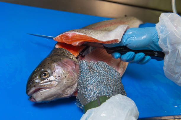 filety z pstrąga w gospodarstwie rybnym, francja - fish farm fish circle swimming zdjęcia i obrazy z banku zdjęć