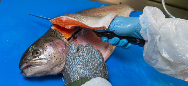 filety z pstrąga w gospodarstwie rybnym, francja - fish farm fish circle swimming zdjęcia i obrazy z banku zdjęć