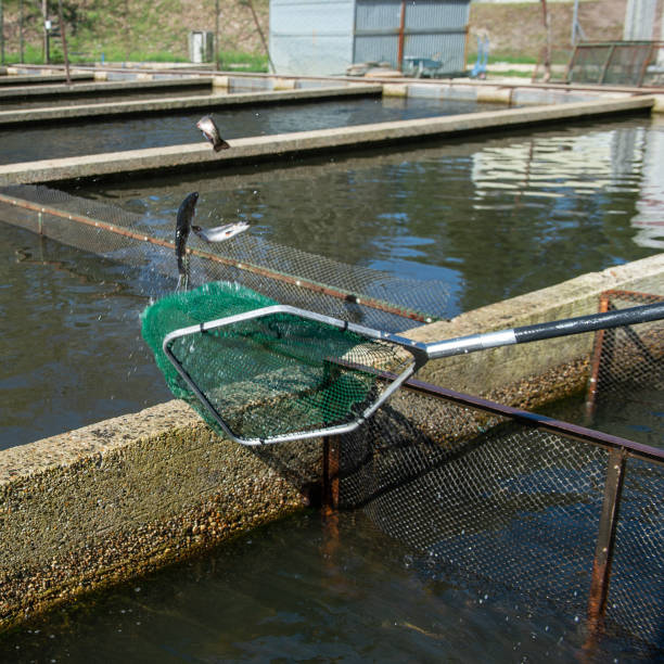 pstrąg w gospodarstwie rybnym we francji - fish farm fish circle swimming zdjęcia i obrazy z banku zdjęć