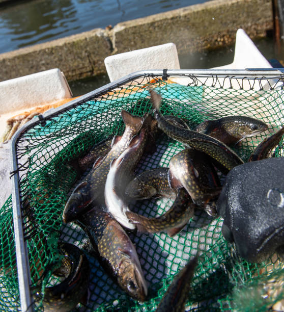 pstrąg w gospodarstwie rybnym we francji - fish farm fish circle swimming zdjęcia i obrazy z banku zdjęć