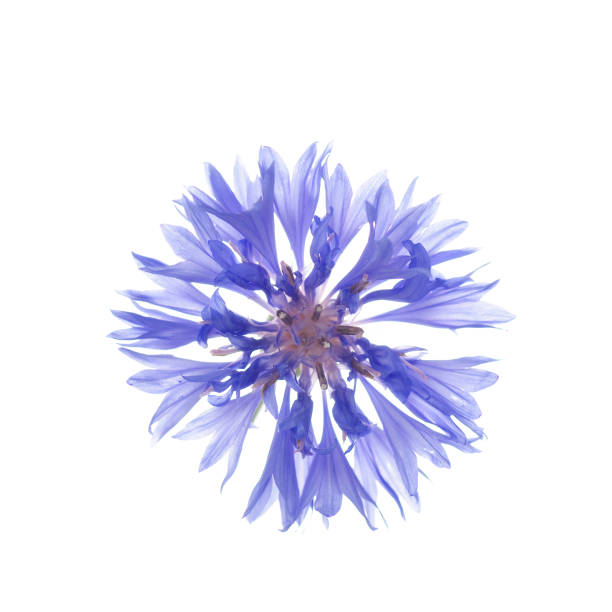 istock flowers of knapweed on a white background 1003533810