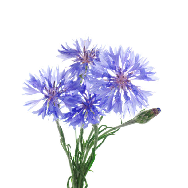 istock flowers of knapweed on a white background 1003533818
