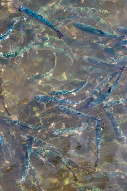 pstrąg w gospodarstwie rybnym we francji - fish farm fish circle swimming zdjęcia i obrazy z banku zdjęć