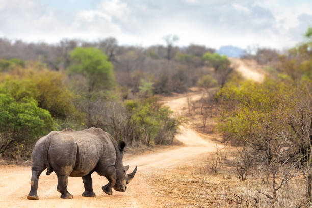 rhino sur la route - raid 5 photos et images de collection