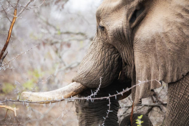 istock Elephant feeding in Kruger National Park 1003538852