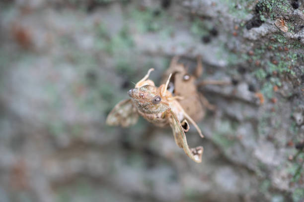 istock emerging cicada 