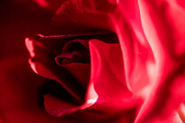 istock Abstract Close Up of a Red Rose 1003539460