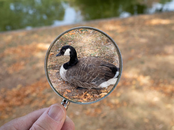 istock A canada goose in Canon Hill Park. 1003539558