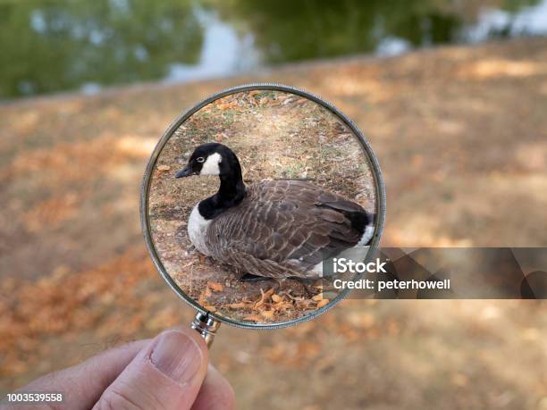 A Canada Goose In Canon Hill Park Stock Photo - Download Image Now - Analyzing, Animal Body Part, Animal Eye