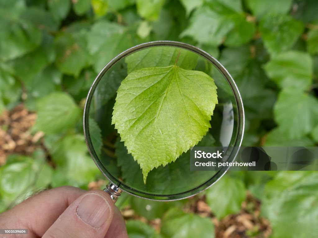 Beech tree leaf in Canon Hill Park. Beech tree leaf under a magnifying glass in Canon Hill Park, Birmingham. Analyzing Stock Photo
