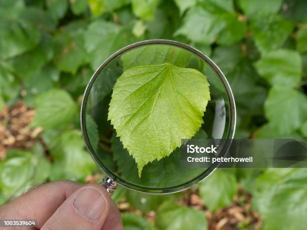 Beech Tree Leaf In Canon Hill Park Stock Photo - Download Image Now - Analyzing, Asking, Beech Tree