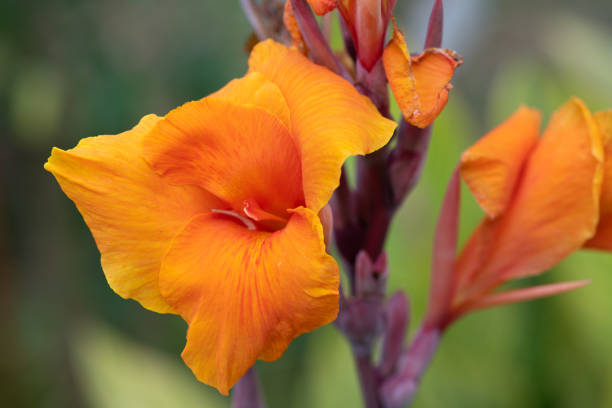 istock close-up of orange canna flower 1003539656