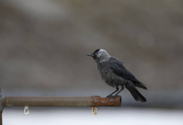 istock The Nordic jackdaw (coloeus monedula monedula) perched on a metal pole. 1003542566