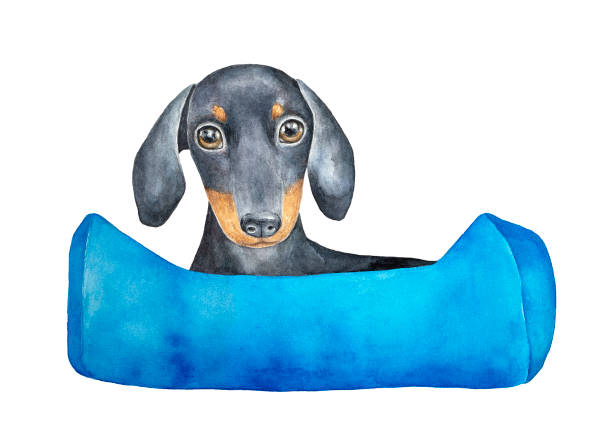 ilustrações de stock, clip art, desenhos animados e ícones de young lovely black dachshund puppy character sitting in soft dog bed. blue colorful surface can be used as template for text or logo. - dachshund dog sadness sitting