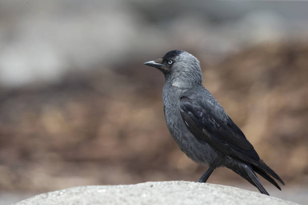 istock The Nordic jackdaw (coloeus monedula monedula) perched on a big rock. 1003542742