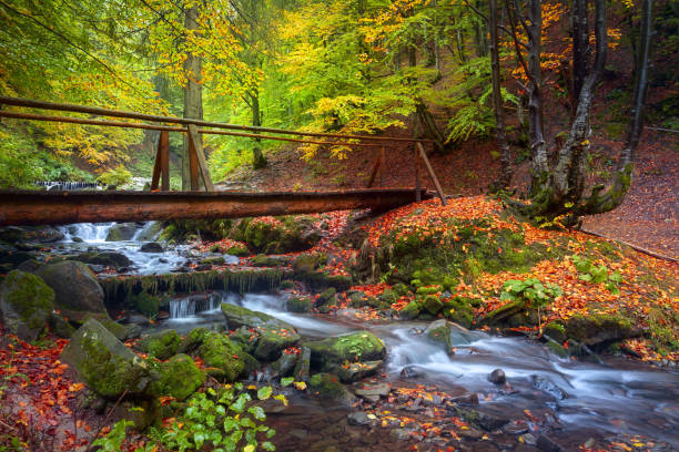 istock Autumn forest with stream and wooden bridge 1003542924