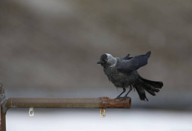 istock The Nordic jackdaw (coloeus monedula monedula) perched on a metal pole. 1003543210