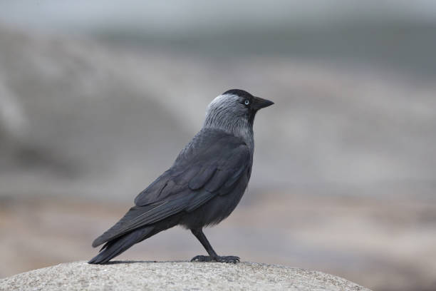 istock The Nordic jackdaw (coloeus monedula monedula) perched on a big rock. 1003545360