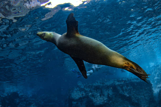 istock sea lion seal underwater while diving galapagos 1003545444