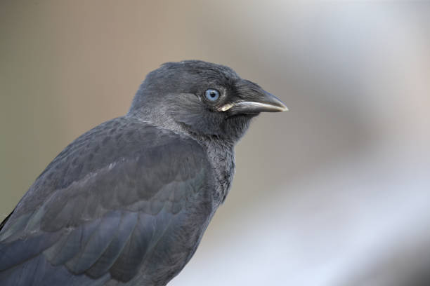 Portrait of a juvenile Nordic jackdaw (coloeus monedula monedula) perched with a grey background.