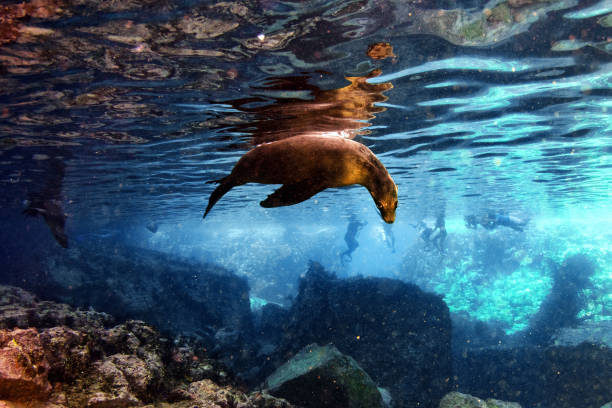 istock sea lion seal underwater while diving galapagos 1003545516