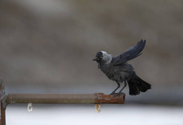 The Nordic jackdaw (coloeus monedula monedula) perched on a metal pole.