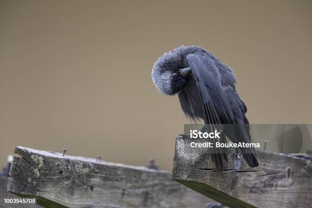 The Nordic Jackdaw Perched On A Old Wooden Pole And Preening Stock Photo - Download Image Now