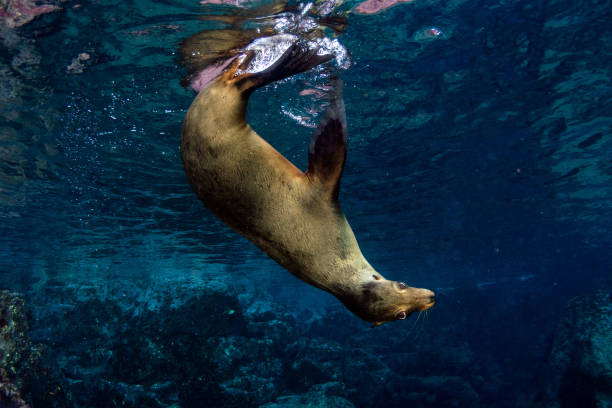 istock sea lion seal underwater while diving galapagos 1003546258