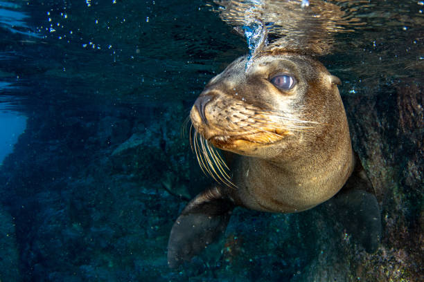 istock sea lion seal underwater while diving galapagos 1003546950