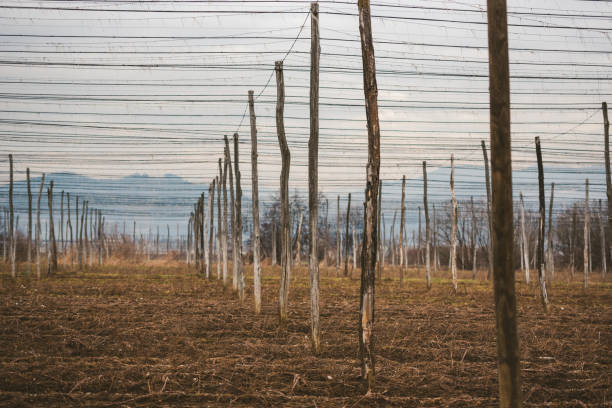 empty hop plantation - usa hop wire stem imagens e fotografias de stock