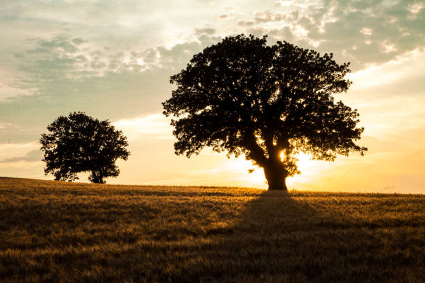 istock Silhouette Of Two Trees Over A Wheat Field At The Afternoon 1003552368