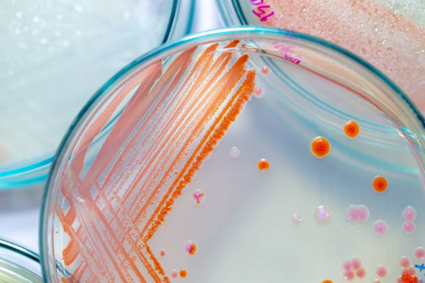 serratia marcescens – gatunek bakterii z rodziny mikrobiologicznych enterobacteriaceae for laboratory. - microbiological culture zdjęcia i obrazy z banku zdjęć