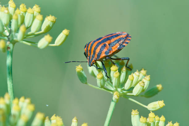 istock Graphosoma lineatum on fennel flower, Barcelona 1003556104