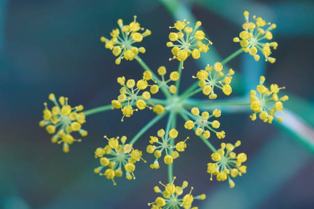 Foeniculum vulgare flowers in macro shot