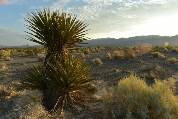 istock Mojave Desert valley mountain range landscape Pahrump, Nevada,USA 1003556642
