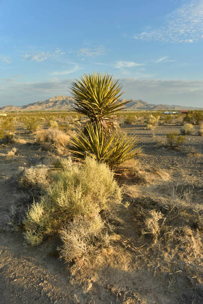 Mojave Desert valley mountain range view landscape early morning in Pahrump, Nevada,USA