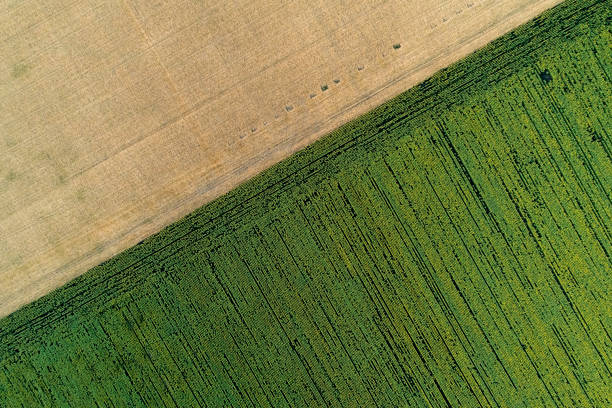 istock Scenic agricultural fields. Aerial view. 1003557330