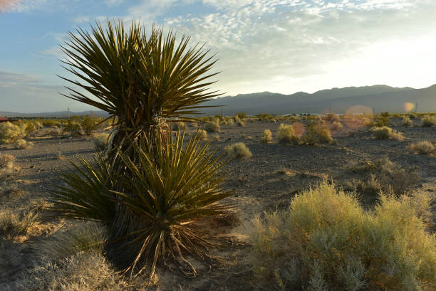 istock Mojave Desert valley mountain range landscape Pahrump, Nevada,USA 1003557514