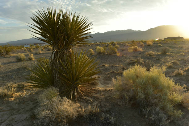 istock Mojave Desert valley mountain range landscape Pahrump, Nevada,USA 1003557706