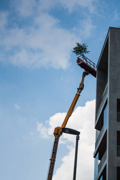 istock Tree planting on the roof top 1003560678