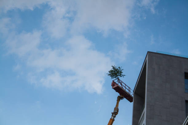 istock Tree planting on the roof top 1003560682