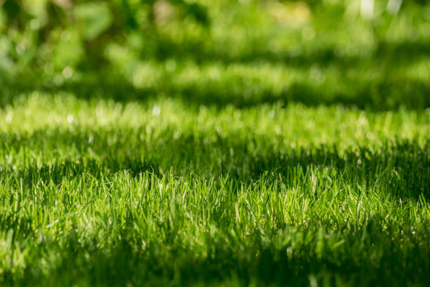 Freshly mowed lawn in the sunlight stock photo