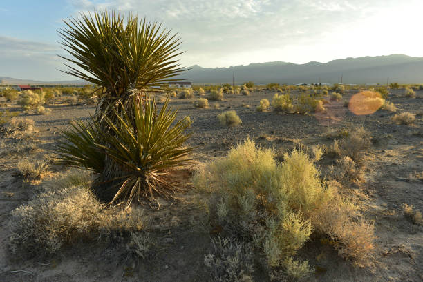 istock Mojave Desert valley mountain range landscape Pahrump, Nevada,USA 1003561782